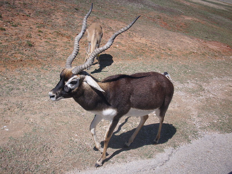 Sex dating  Antelope